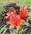 lilies